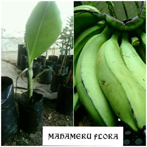 Jual tanaman pisang raja nangka di Lapak MAHAMERU FLORA | Bukalapak