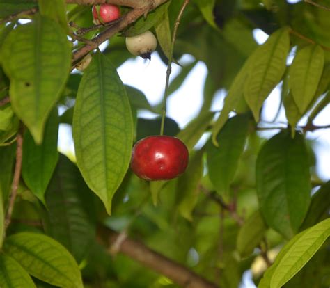 Syzygium aromaticum - Clove - Seeds