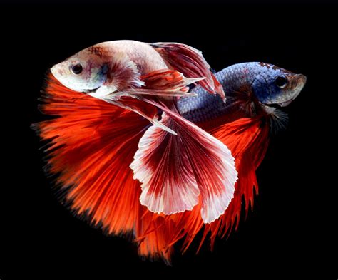 Betta Fish Wallpapers HD | PixelsTalk.Net