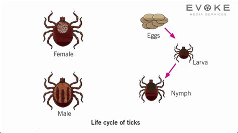 Tick Life Cycle