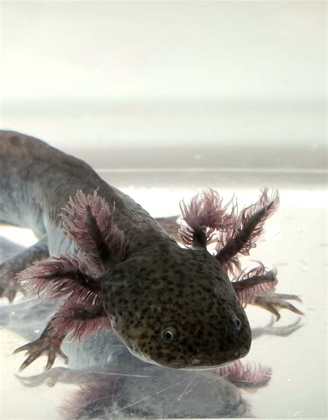 Super Dark Wild Type Axolotl w/ vitiligo #1 – Ivy's Axolotls - Quality Pet Axolotls Since 2018