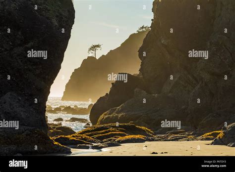 The rocks of Point of Arches nearing sunset, viewed from Shi Shi Beach ...