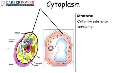 Cytoplasm - Definition, Diagram, Functions and Components