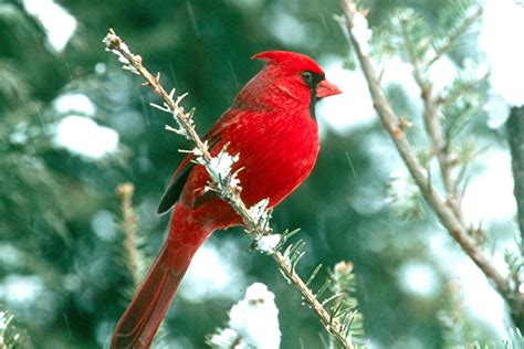 Bird Directory: Northern Cardinal of Christmas