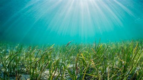 Underwater seagrass meadows dial back polluted seawater | Cornell Chronicle