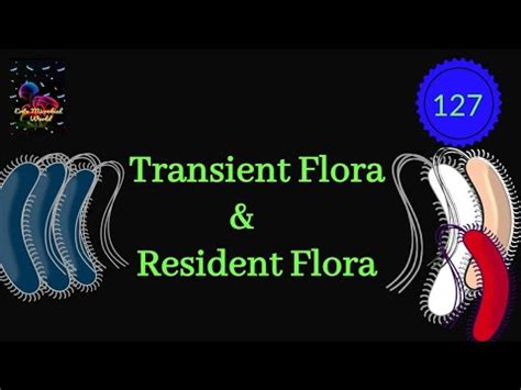 Transient &Resident Flora @EnteMicrobialWorld #microbiology # ...