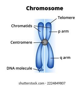 Centromere Structure