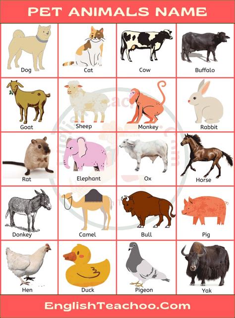 Pet Animals Name: List of Pets Animal In English with Pictures - EnglishTeachoo | Animals name ...