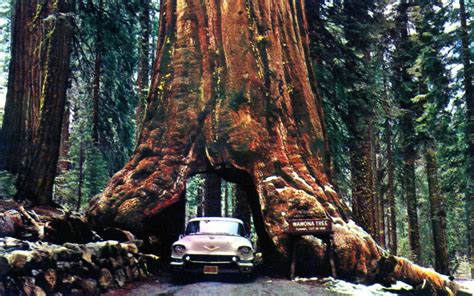 Wawona Tree Yosemite National Park CA - a photo on Flickriver