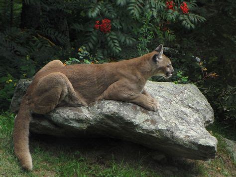 10 Grandfather's Wildlife ideas | grandfather mountain, wildlife, grandfather