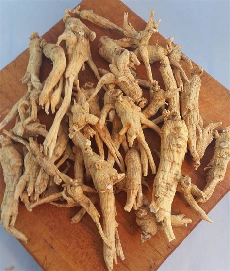 American Ginseng Roots – 5 Years Old – GinsengStoreandMore