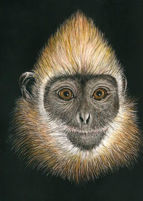 The Cat Ba Langur - Kathy Huberland