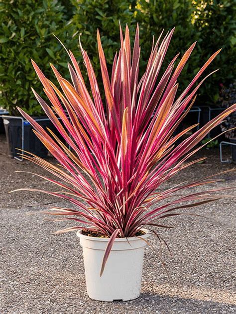 19 Beautiful Indoor Cordyline Varieties | Ti Plant Types