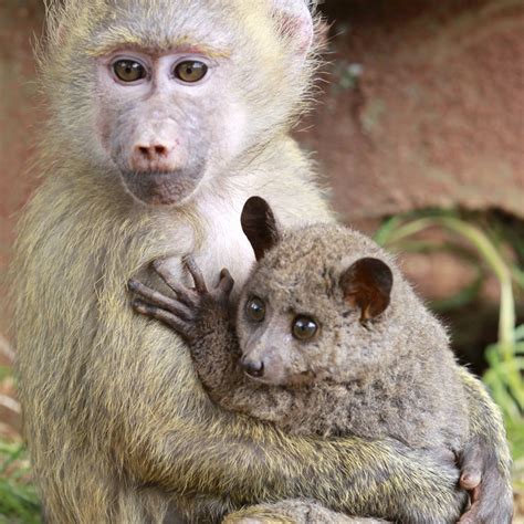 Interspecies love: The 30 most unlikely, adorable animal pairs | Public Radio International