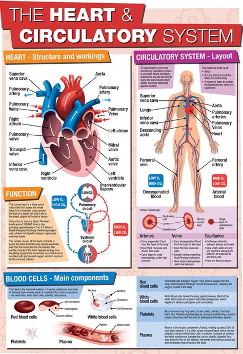 GCSE Science Heart & Circulatory System - A2 Poster – Tiger Moon