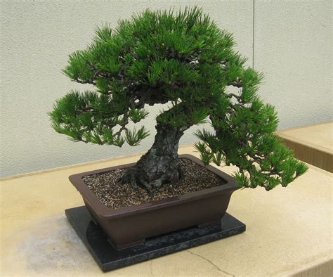 File:Pinus thunbergii Bonsai.JPG - Wikipedia