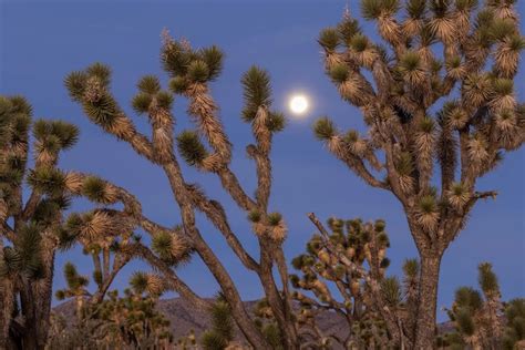 A Novel of Survival and the Sublime in the Mojave Desert – The Amateur's Guide To Death & Dying