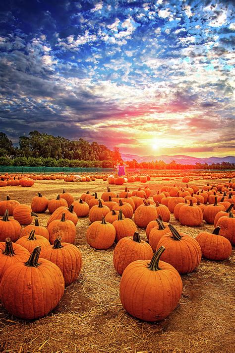 Pumpkin Patch Photography