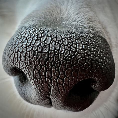 Interesting Photo of the Day: Patterns on a Pup's Nose