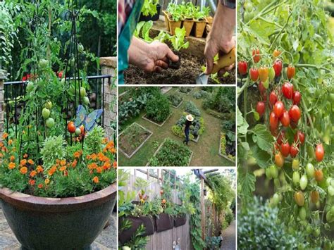 5 Kitchen garden ideas everyone should know