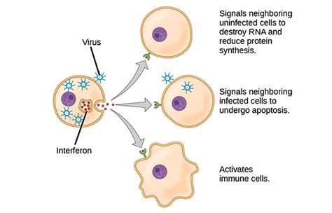 Interferons | Concise Medical Knowledge