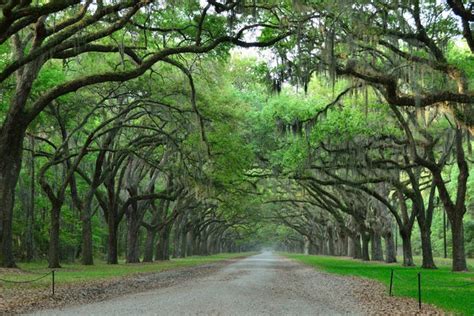 Savannah Sightseeing: 10Best Sights Reviews