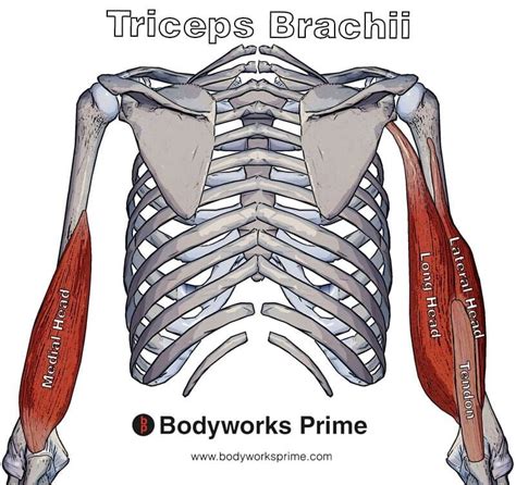 Tricep Muscle Anatomy