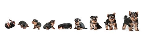 Yorkie growth chart and Yorkshire terrier development stages - Yorkie.Life