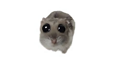 Hamster with Big Eyes Meme Desktop Wallpaper - Meme Wallpaper