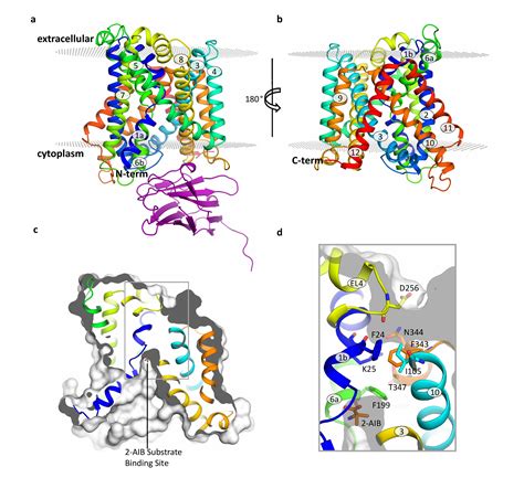 Characterisation of the structure and function of an L-amino acid transporter | IRB Barcelona