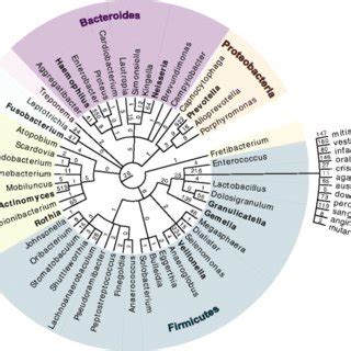 Taxonomy tree of 50 bacterial genera with evidence at the peptide... | Download Scientific Diagram