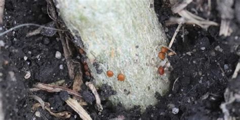 Squash Vine Borer Eggs Photo