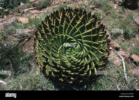 spiral aloe (Aloe polyphylla), plant at wild place, Lesotho, Semonkong Stock Photo - Alamy