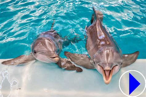 Bottlenose Dolphins | Live Streaming Webcam | Clearwater Marine Aquarium