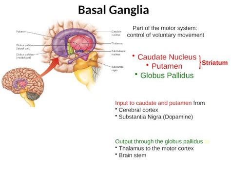 (PPTX) Basal Ganglia Part of the motor system: control of voluntary movement Caudate Nucleus ...