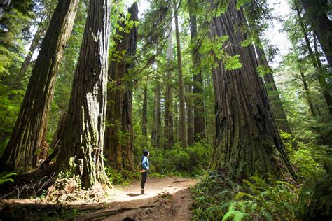 Redwood National Park: The Complete Guide