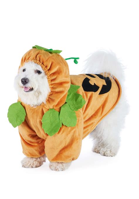 Pumpkin Dog Costume