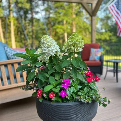 Container Plants for Summer | Jeannie Pence