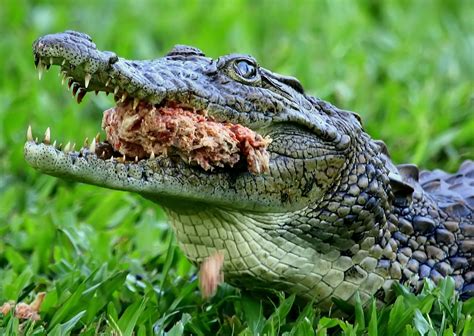 Young Nile Crocodile close-up 4 Free Photo Download | FreeImages