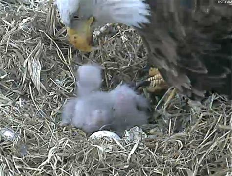 Tom J Martinez PhotoBlog: Eagle Nest with Babies