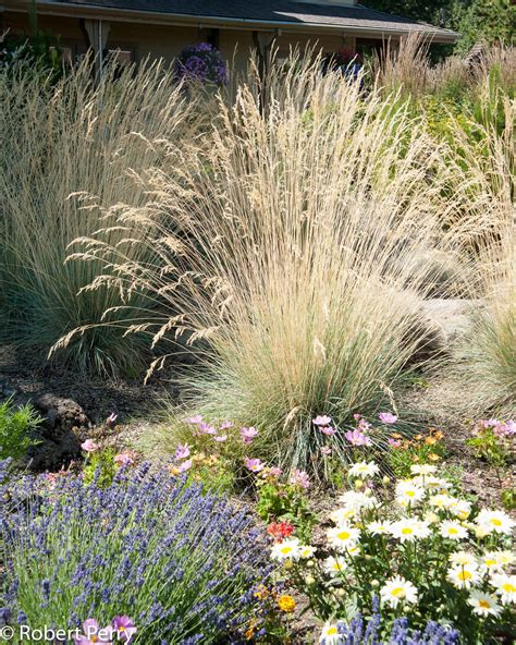 Blue oat grass - Waterwise Garden Planner