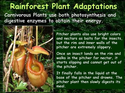 Plant Adaptations In The Amazon Rainforest - Jere Robina