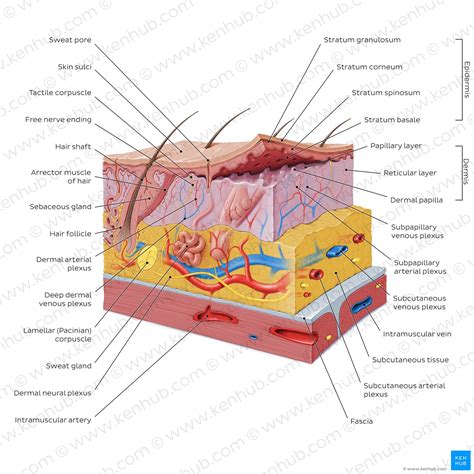 Integumentary System: Definition, Diagram And Function, 50% OFF