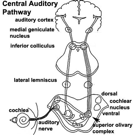 File:Auditory neural pathway.jpg - Embryology