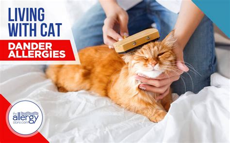 How to Live with Cat Dander Allergies | AllergyStore - AllergyStore.Com