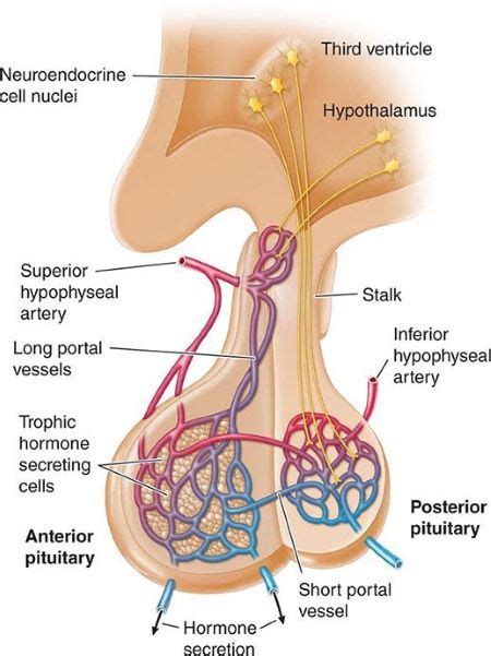 Pituitary Gland & Hypothalamus: Structure, Function & Hormones | Study.com