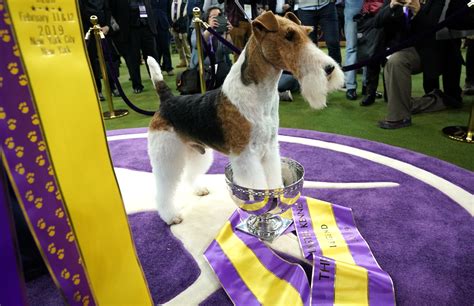 Westminster Kennel Club Dog Show 2019: Meet the best of the good dogs - Orlando Sentinel