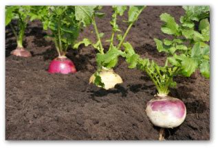 Easy Tips for Growing Turnips at Home