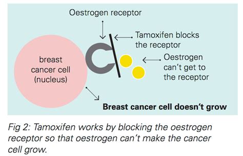 Hormonal Therapies for Breast Cancer Fact Sheet | Westmead BCI