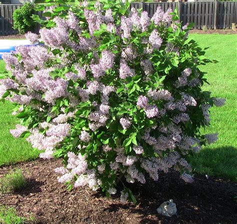 Manchurian Lilac 'Miss Kim' | Plant Profile | Sylvan Gardens Landscape Contractors